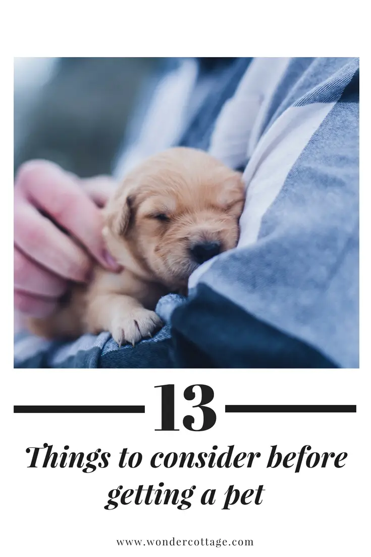 13 Things To Consider Before Getting A Pet - The Wonder Cottage