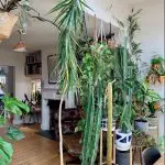 indoor jungle