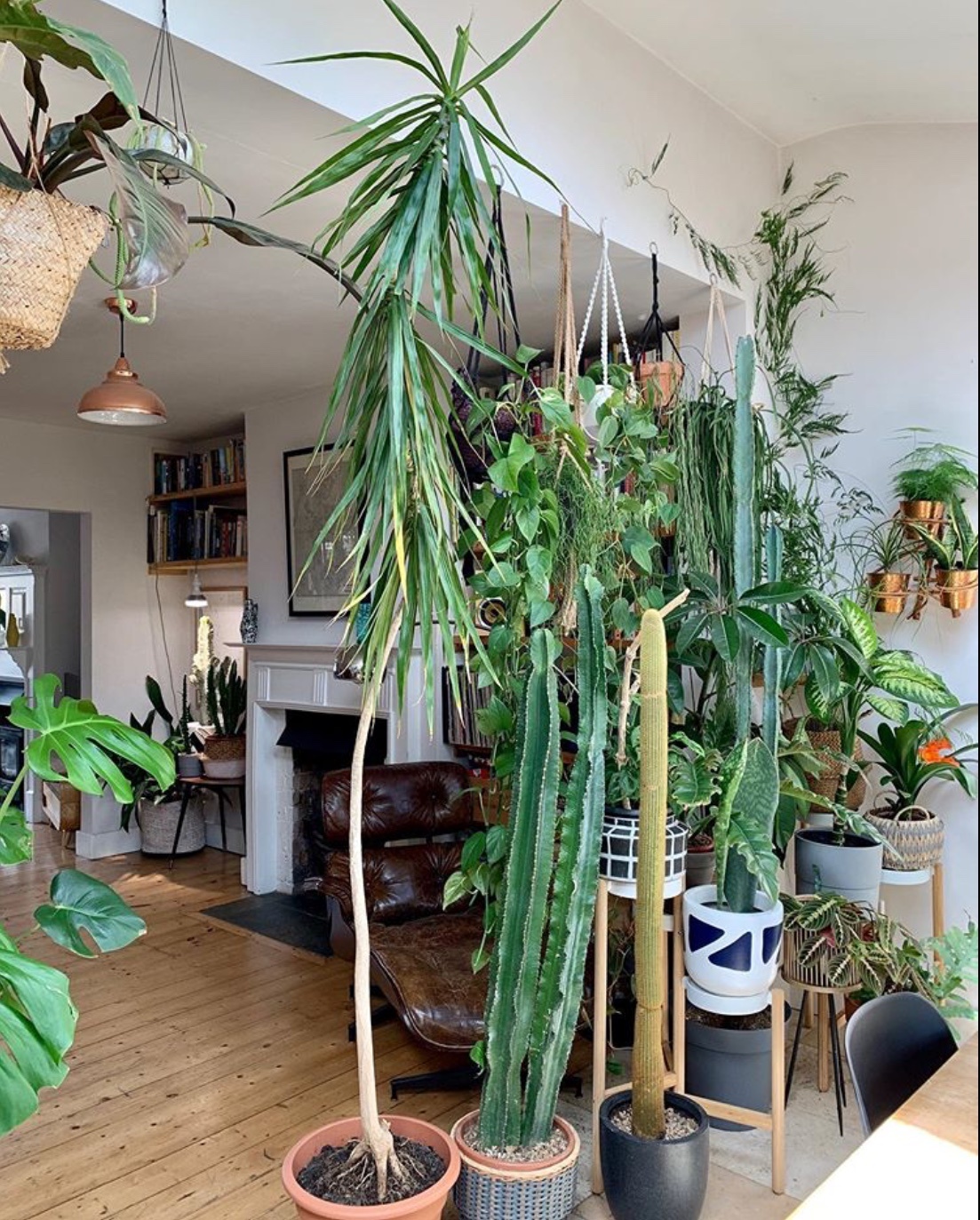 indoor jungle