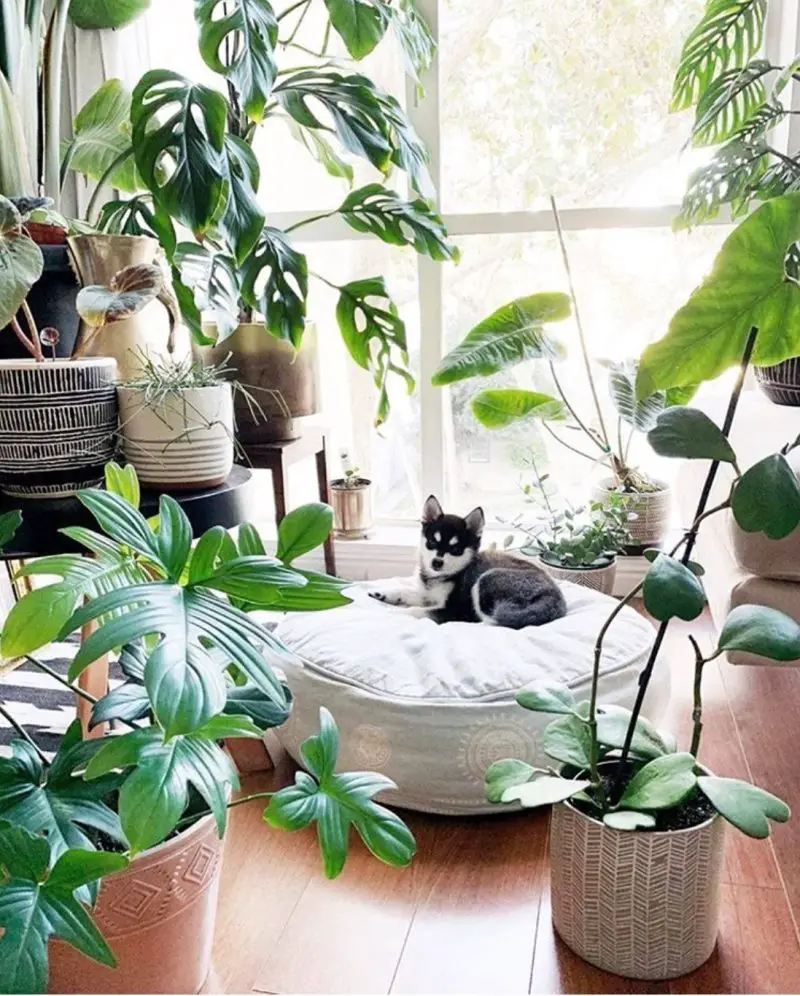 30+ Indoor Jungle Plants Decor For The Plant Lover - The Wonder Cottage