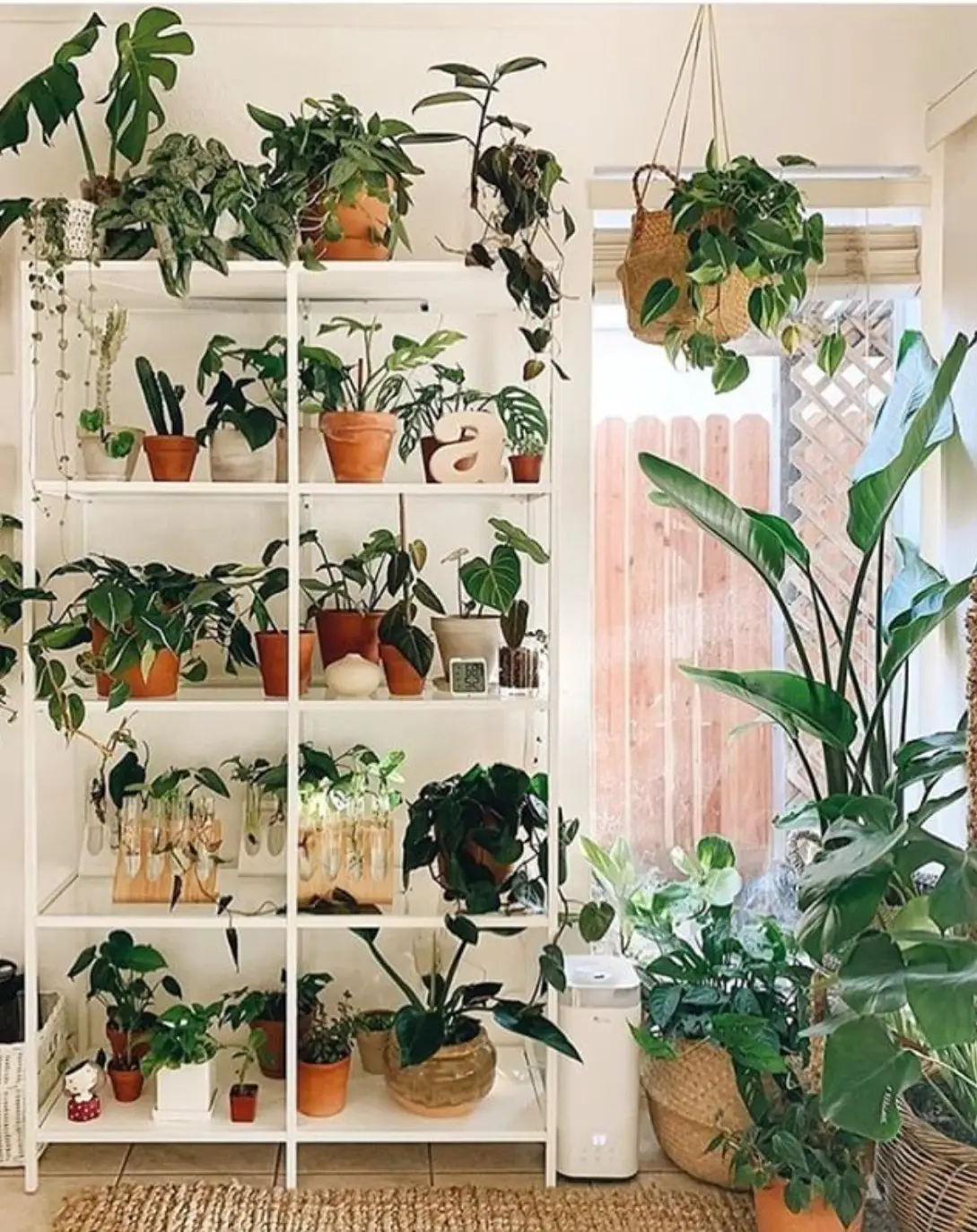 plant shelf ideas