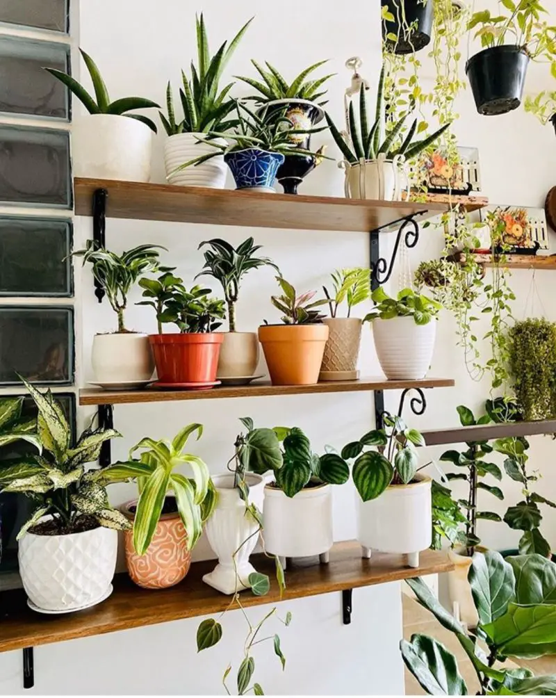 50+ Plant Shelf Ideas For Your Home - The Wonder Cottage