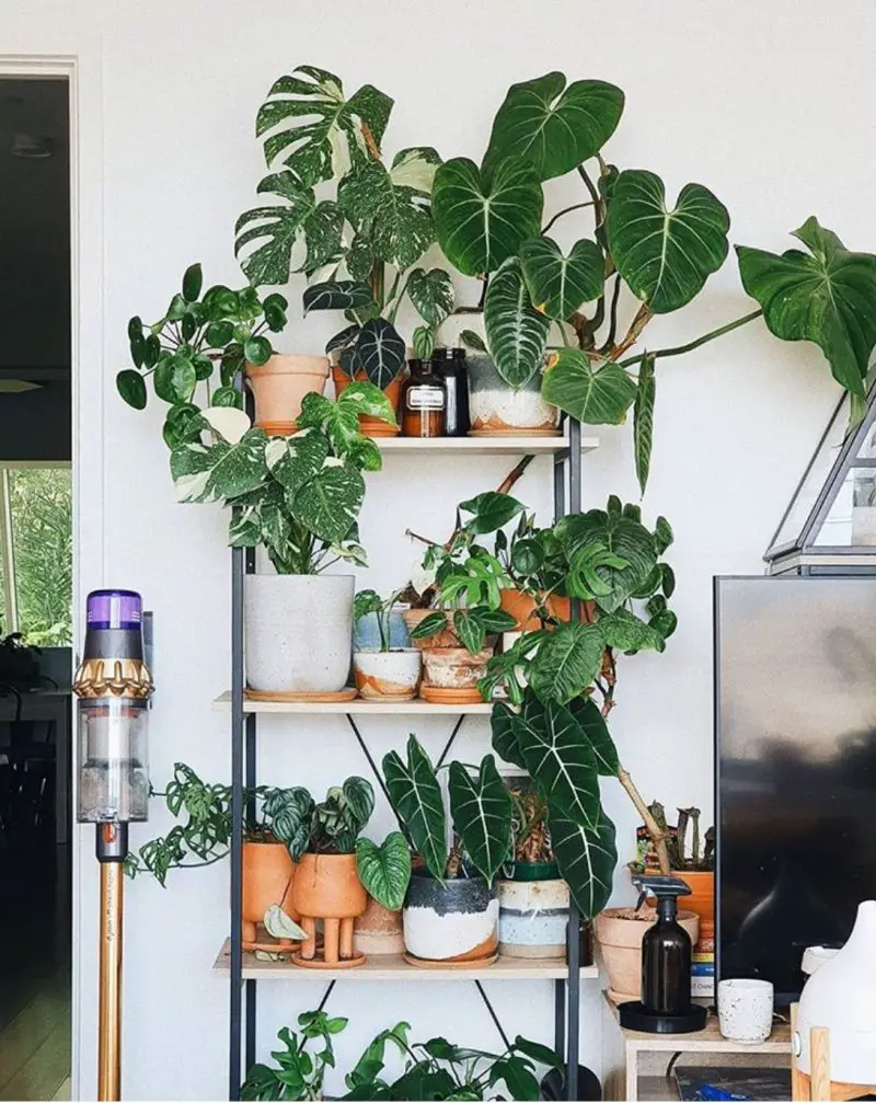 50+ Plant Shelf Ideas For Your Home - The Wonder Cottage