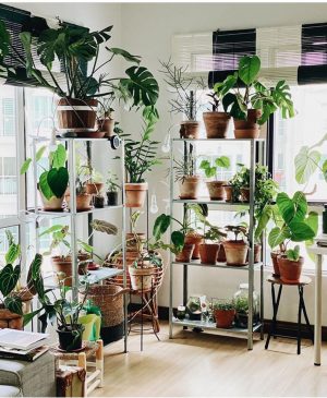 50+ Plant Shelf Ideas For Your Home - The Wonder Cottage