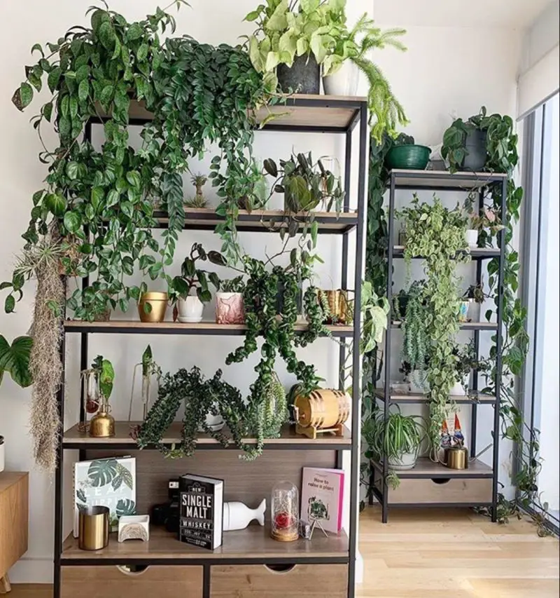 50+ Plant Shelf Ideas For Your Home - The Wonder Cottage