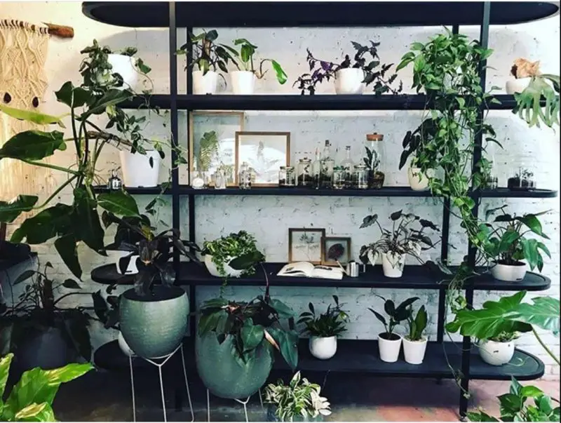 50+ Plant Shelf Ideas For Your Home - The Wonder Cottage