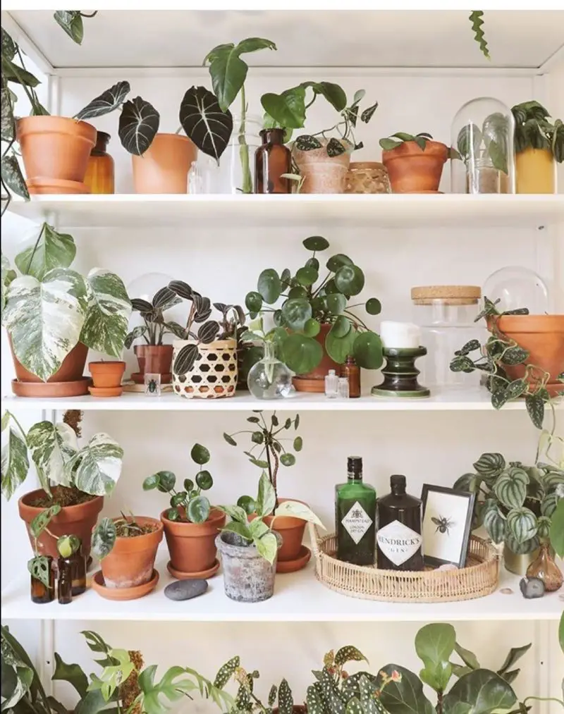 50+ Plant Shelf Ideas For Your Home - The Wonder Cottage