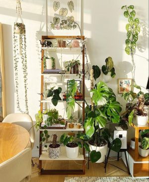 50+ Plant Shelf Ideas For Your Home - The Wonder Cottage