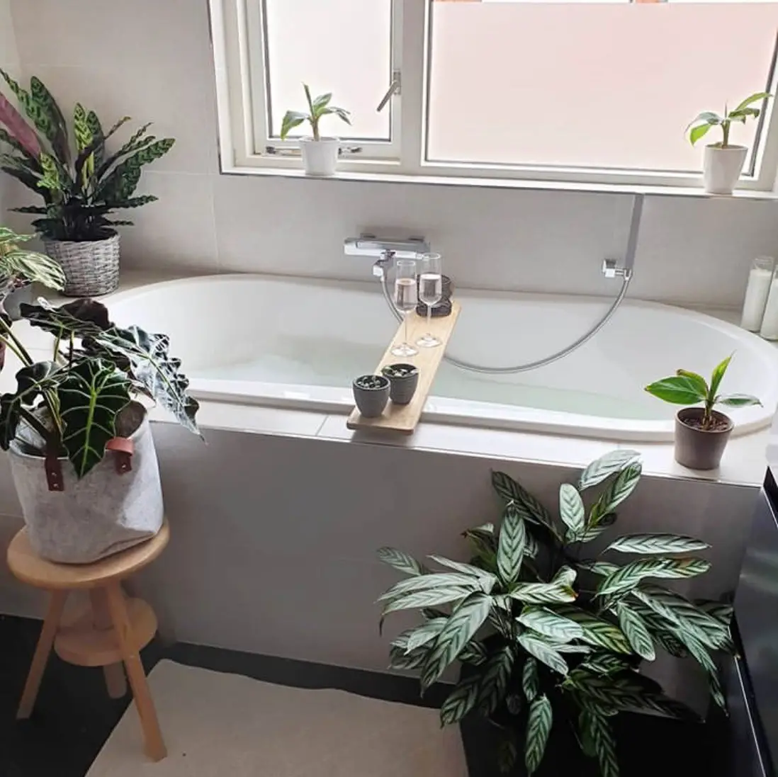 Decorate bathroom with plants 