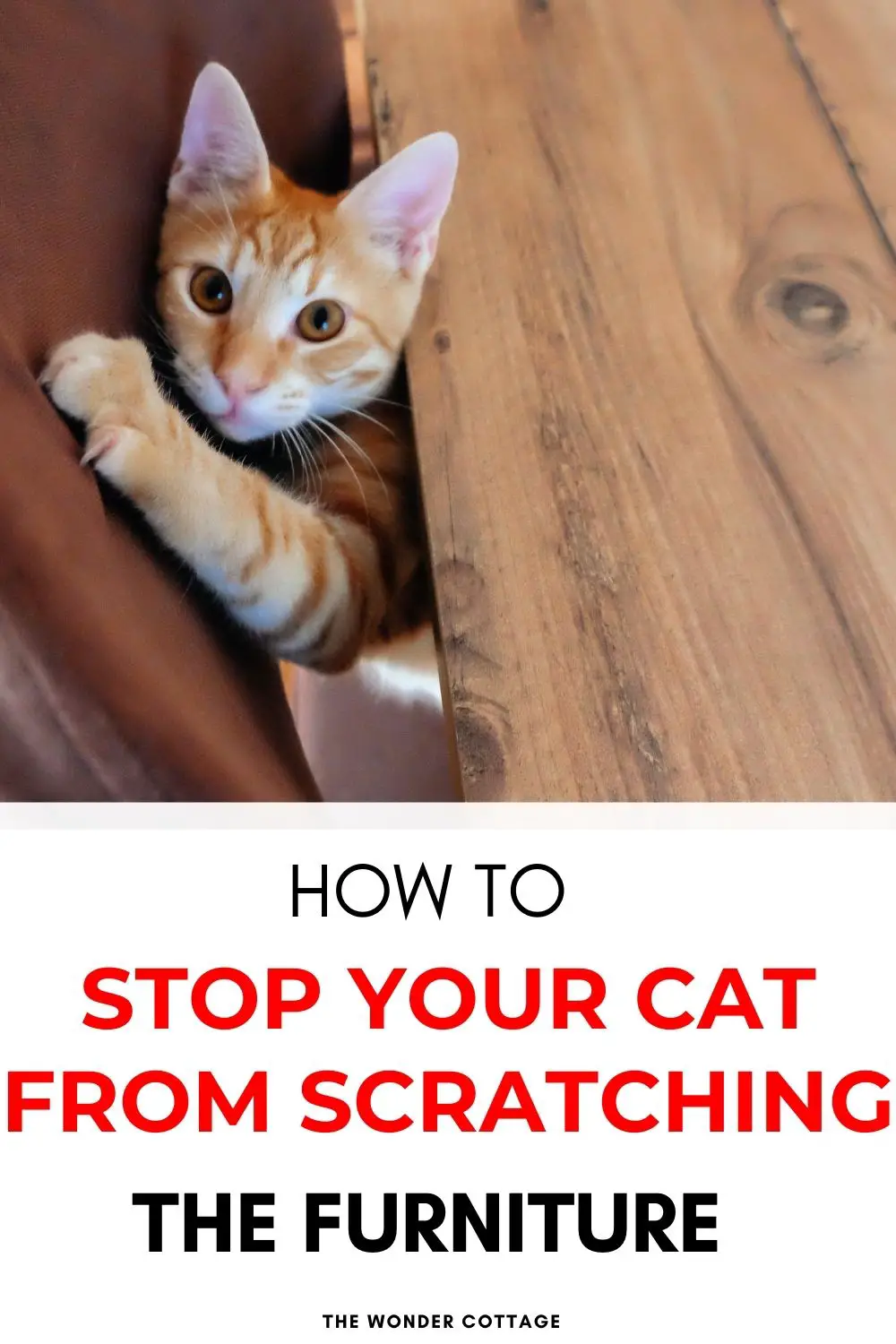How to stop your cat from scratching the furniture