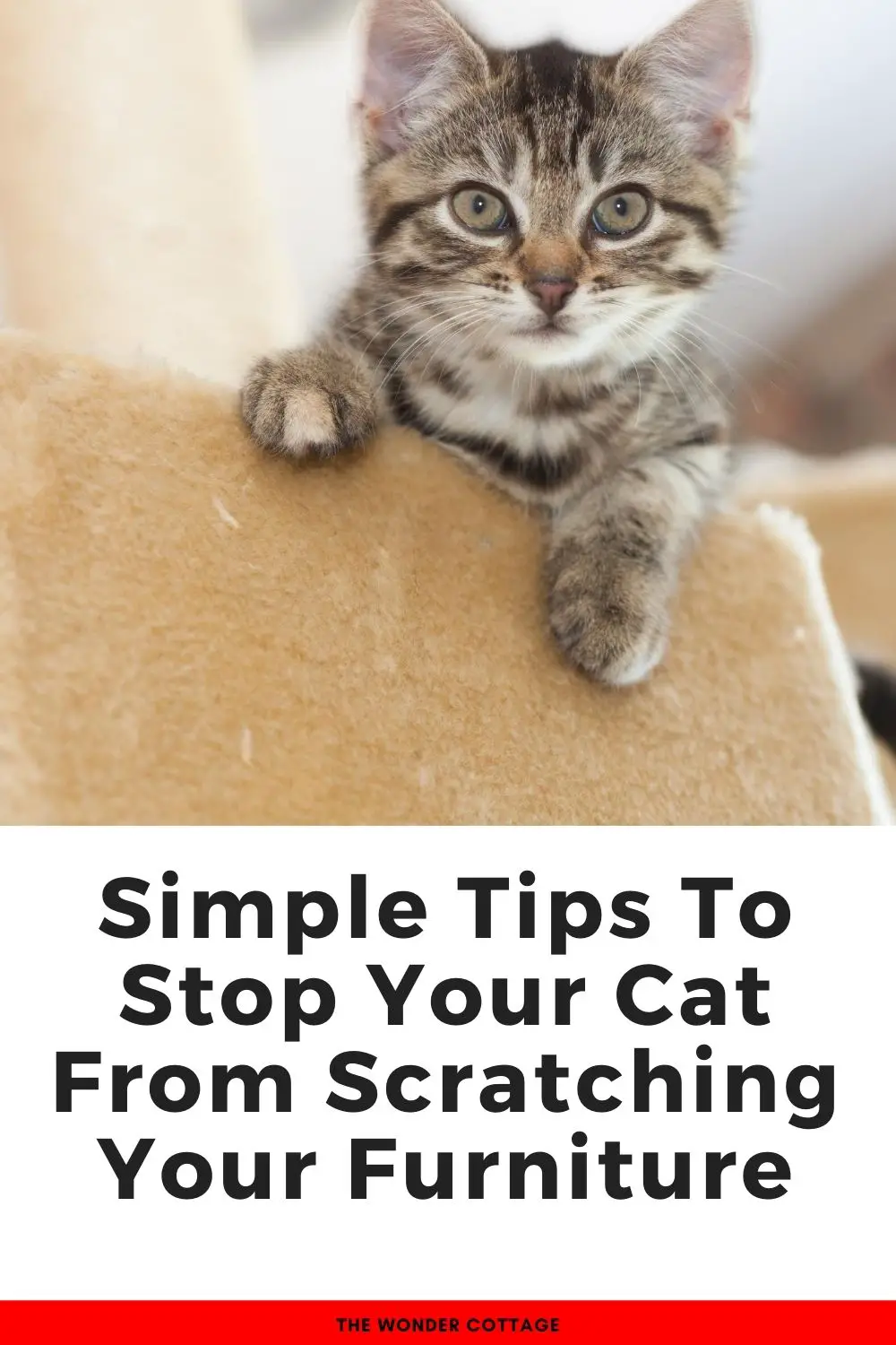 Simple tips to stop your cat from scratching your furniture