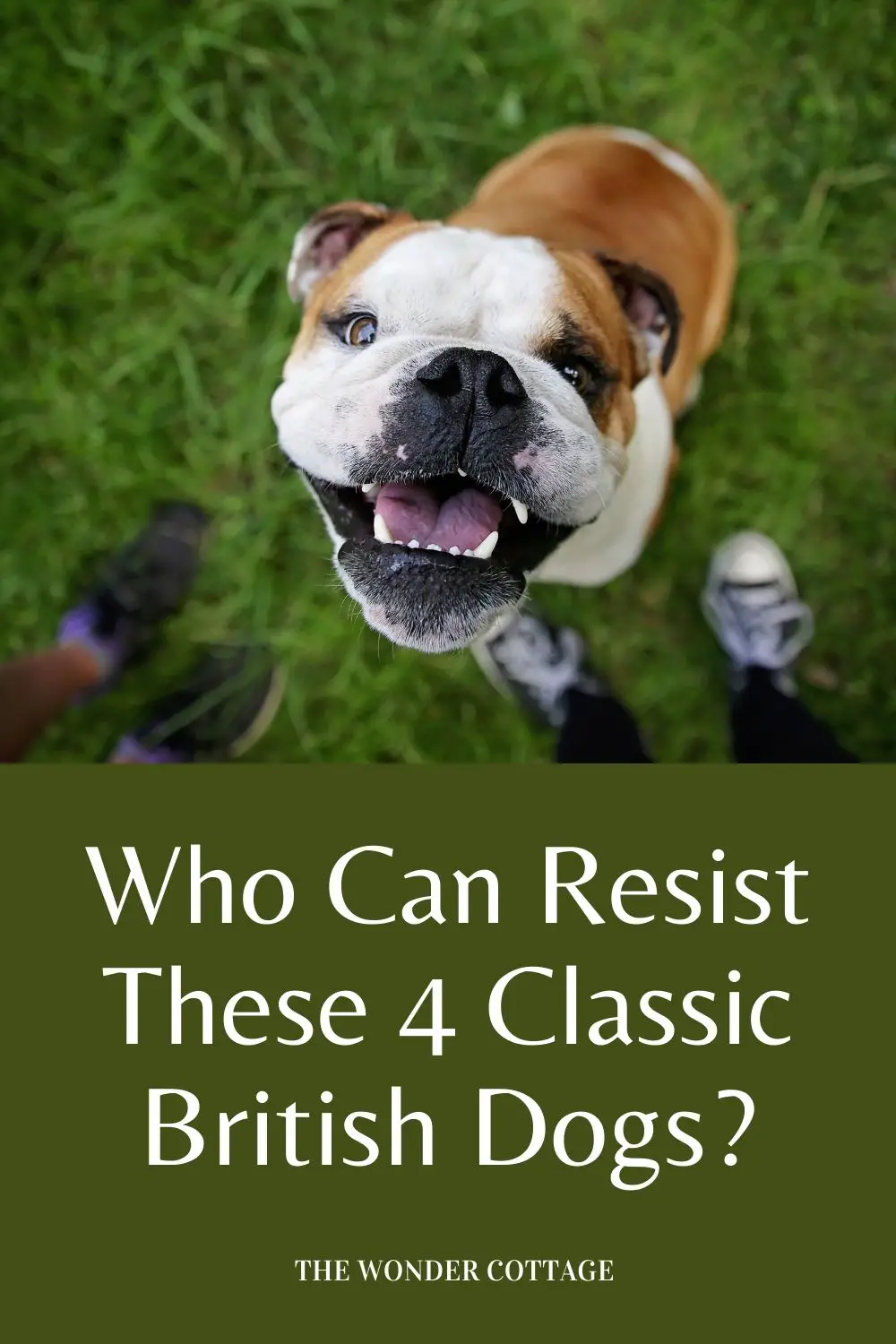 who can resist these 4 classic British dogs