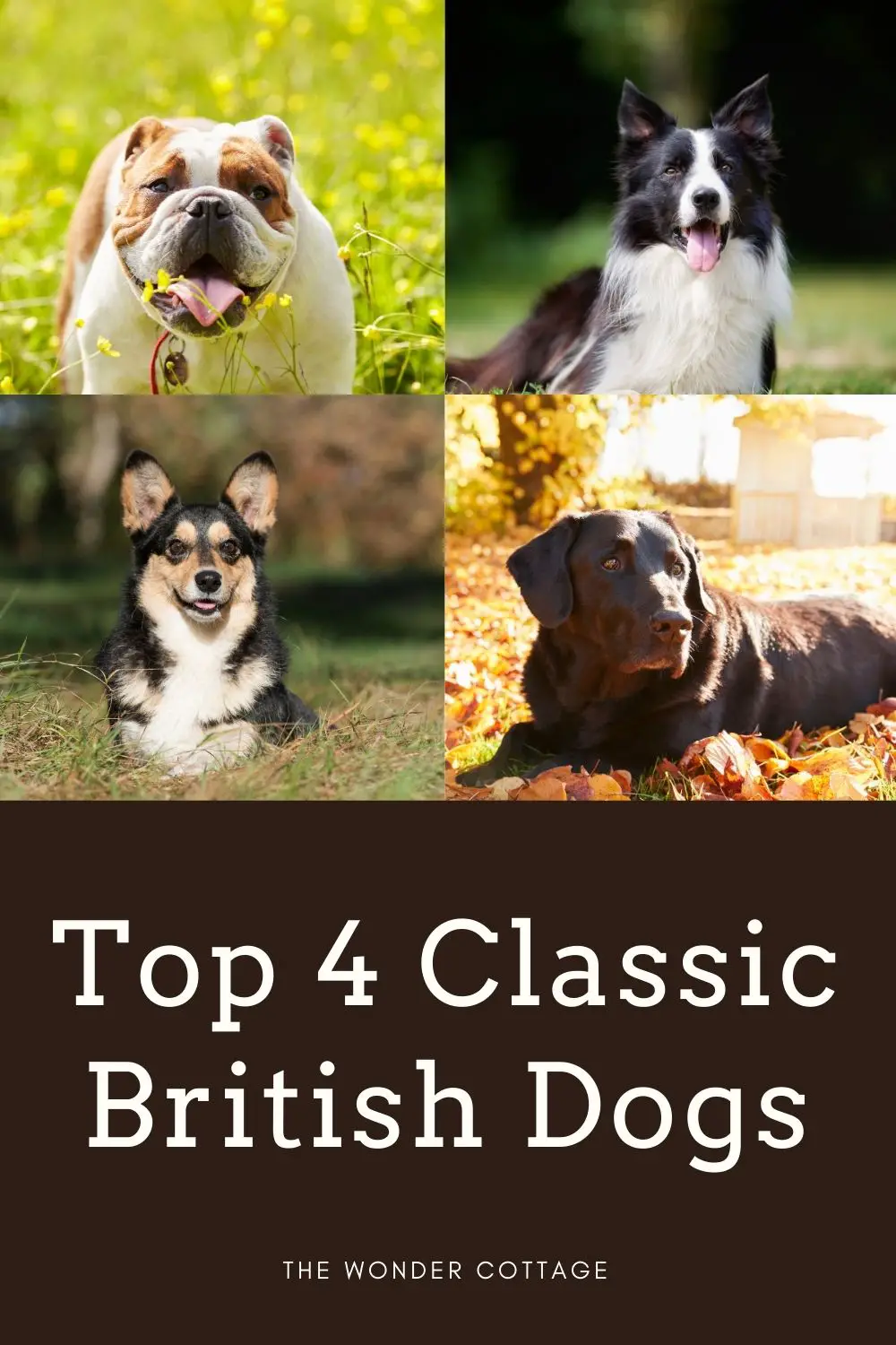 top 4 classic British dogs