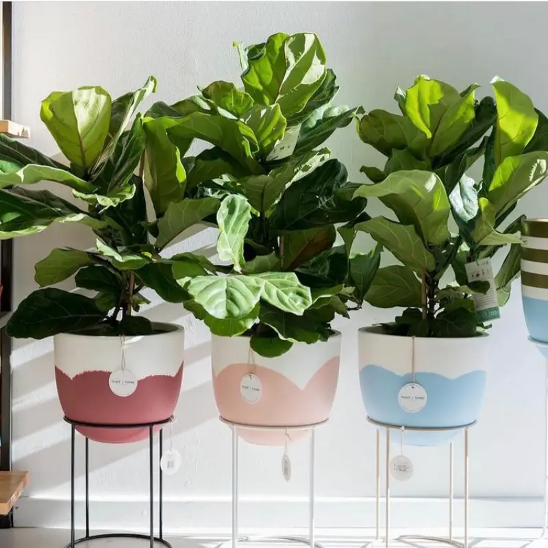 indoor plant stand