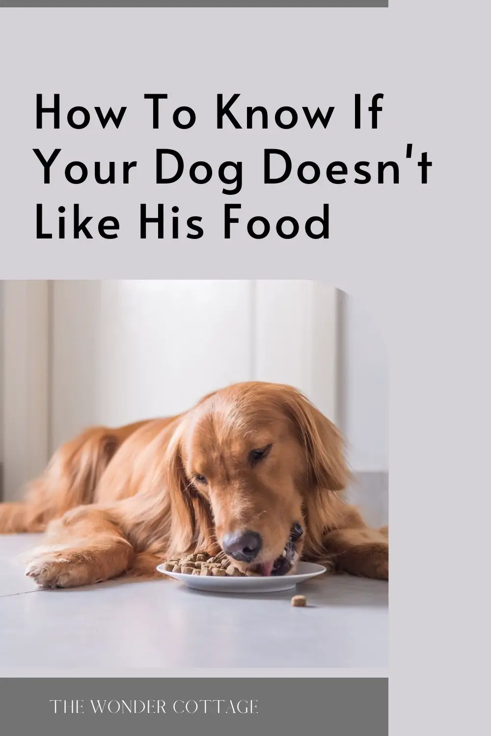how to know if your dog doesn't like his food