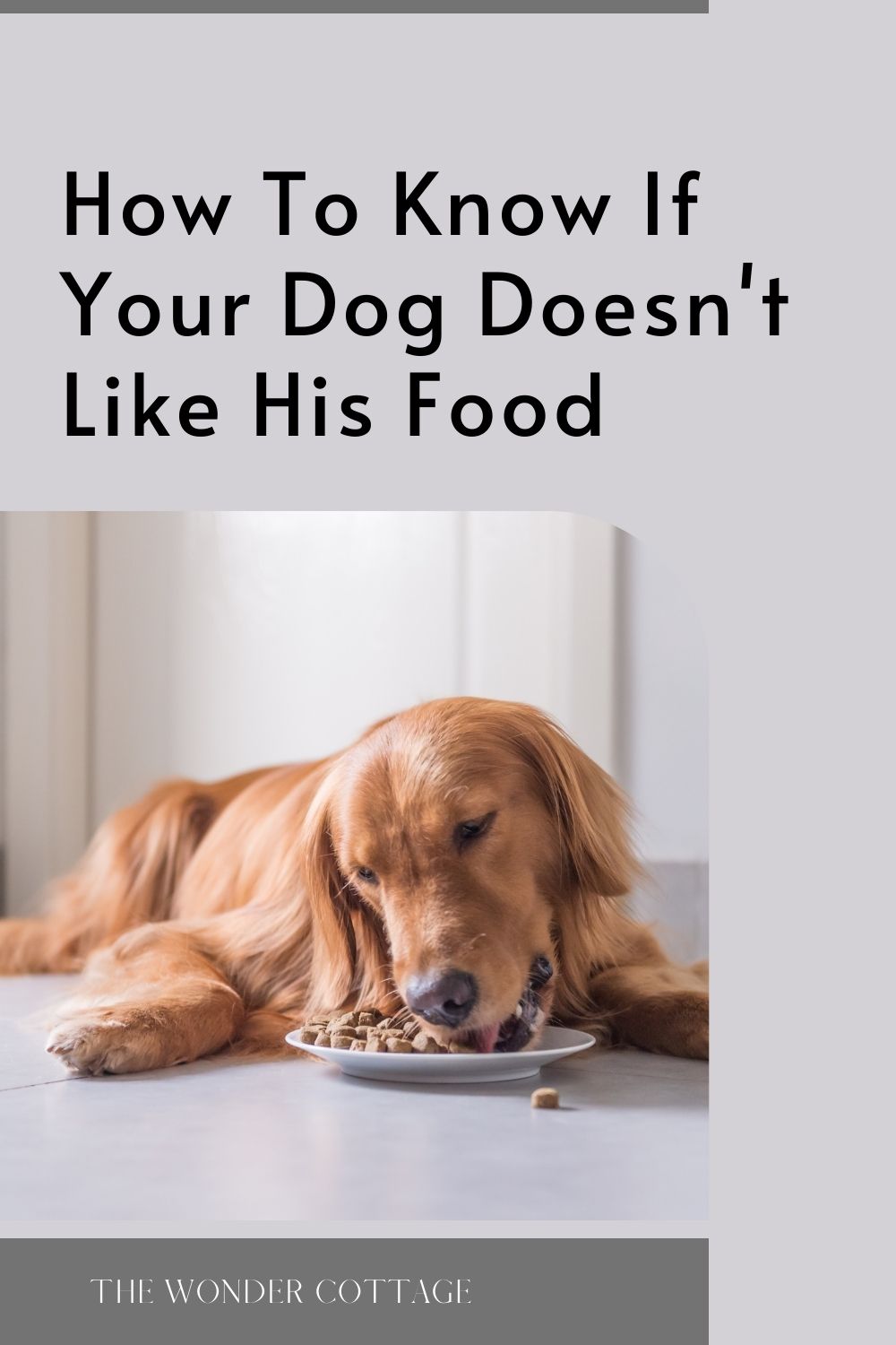 how to know if your dog doesn't like his food