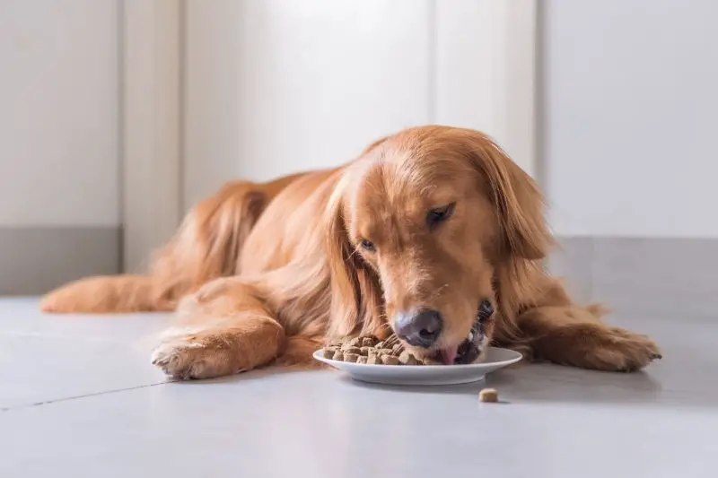 golden retriever laying on the floor to eat food