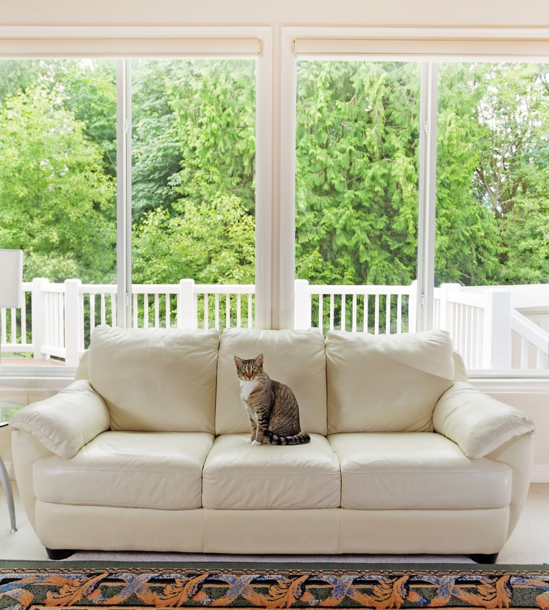 Family cat sitting on the sofa in living room