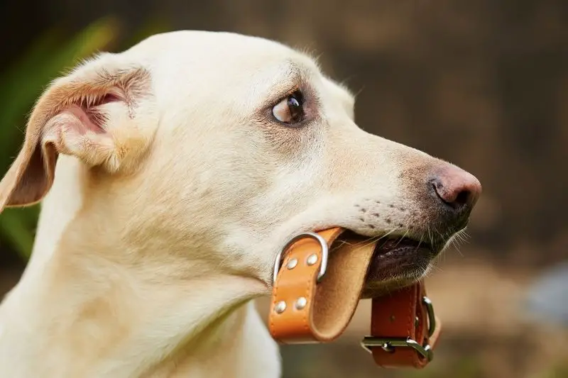 labrador retriever with a dog collar in mouth