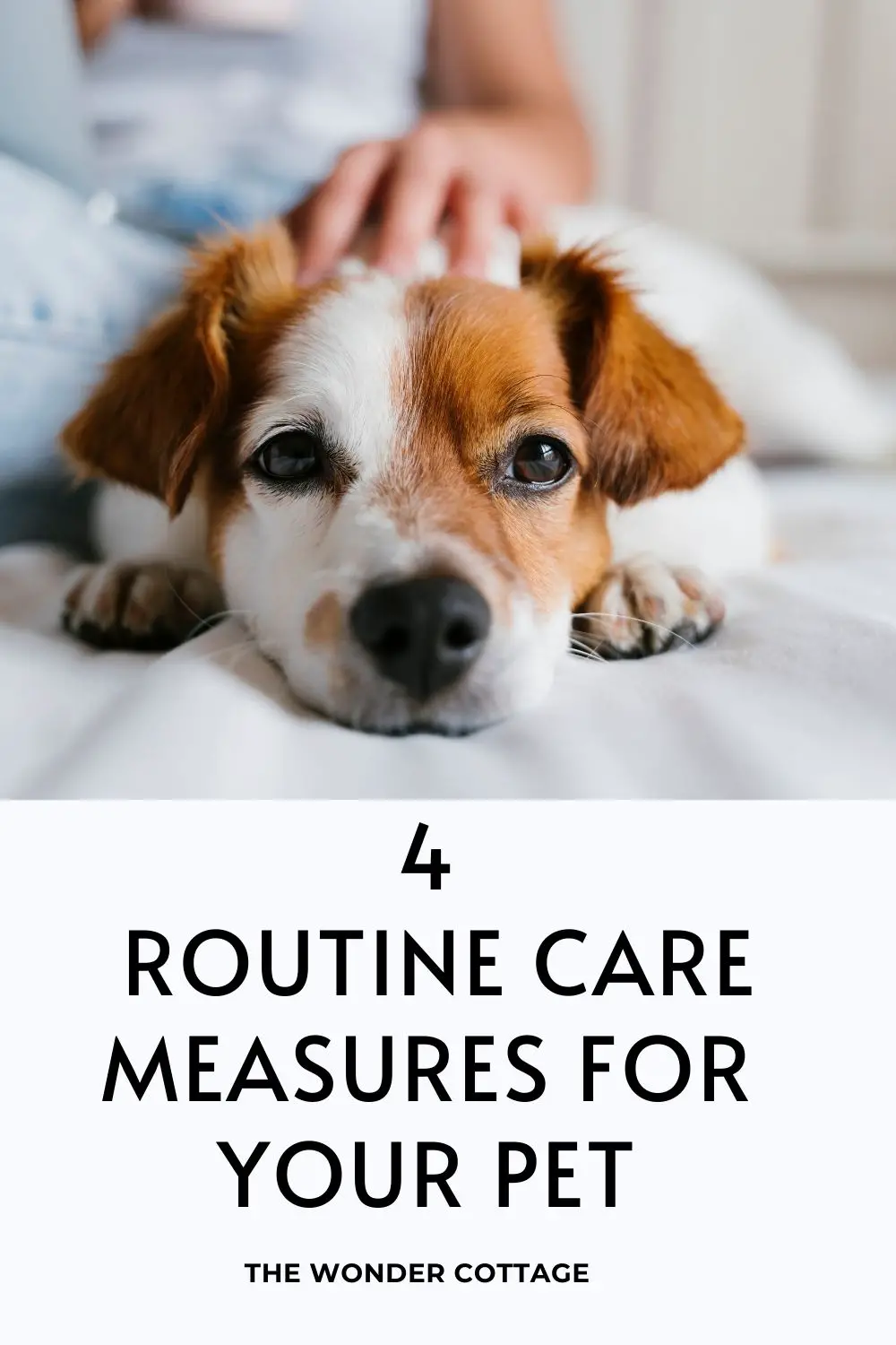 4 routine care measures for your pets