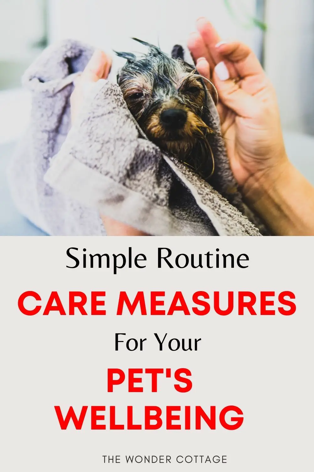 Simple Routine Care Measures To Maintain Your Pet’s Well-Being