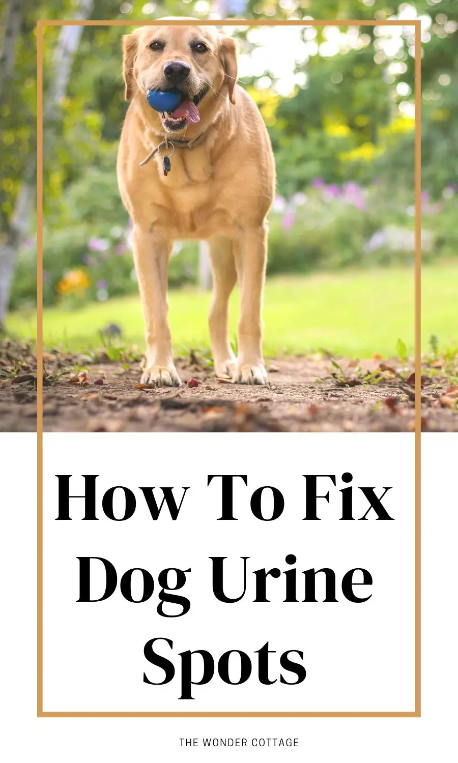 how to fix dog urine spots on lawn