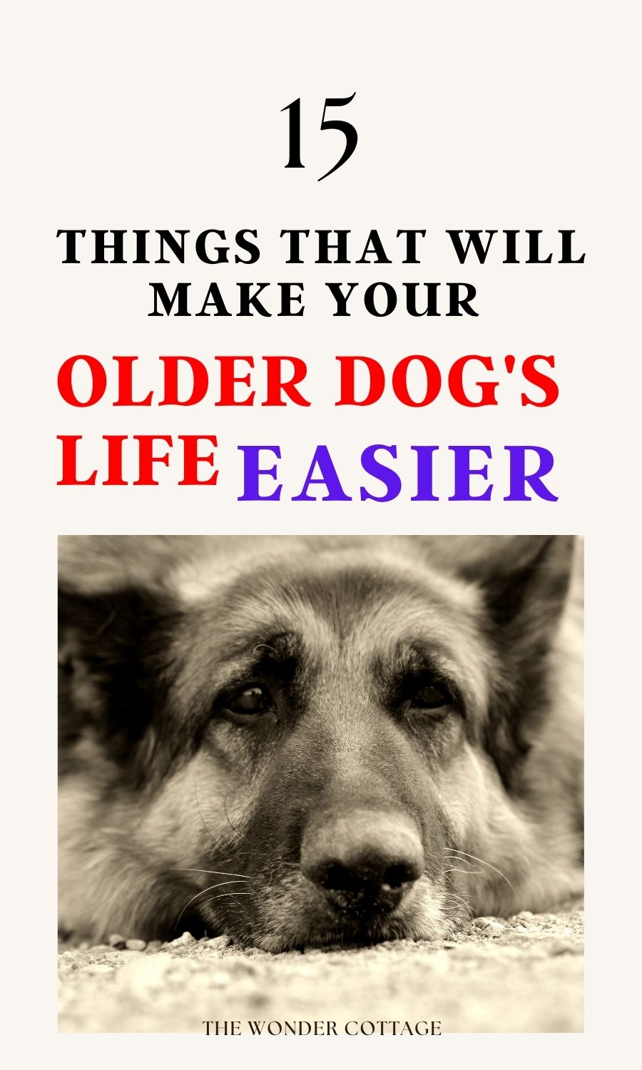 How to make your older dog's life easier