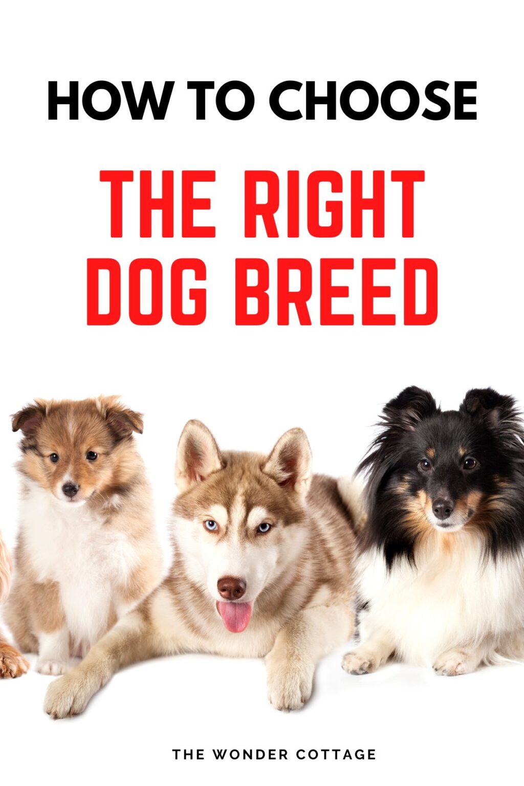 How To Choose The Right Dog Breed For You - The Wonder Cottage