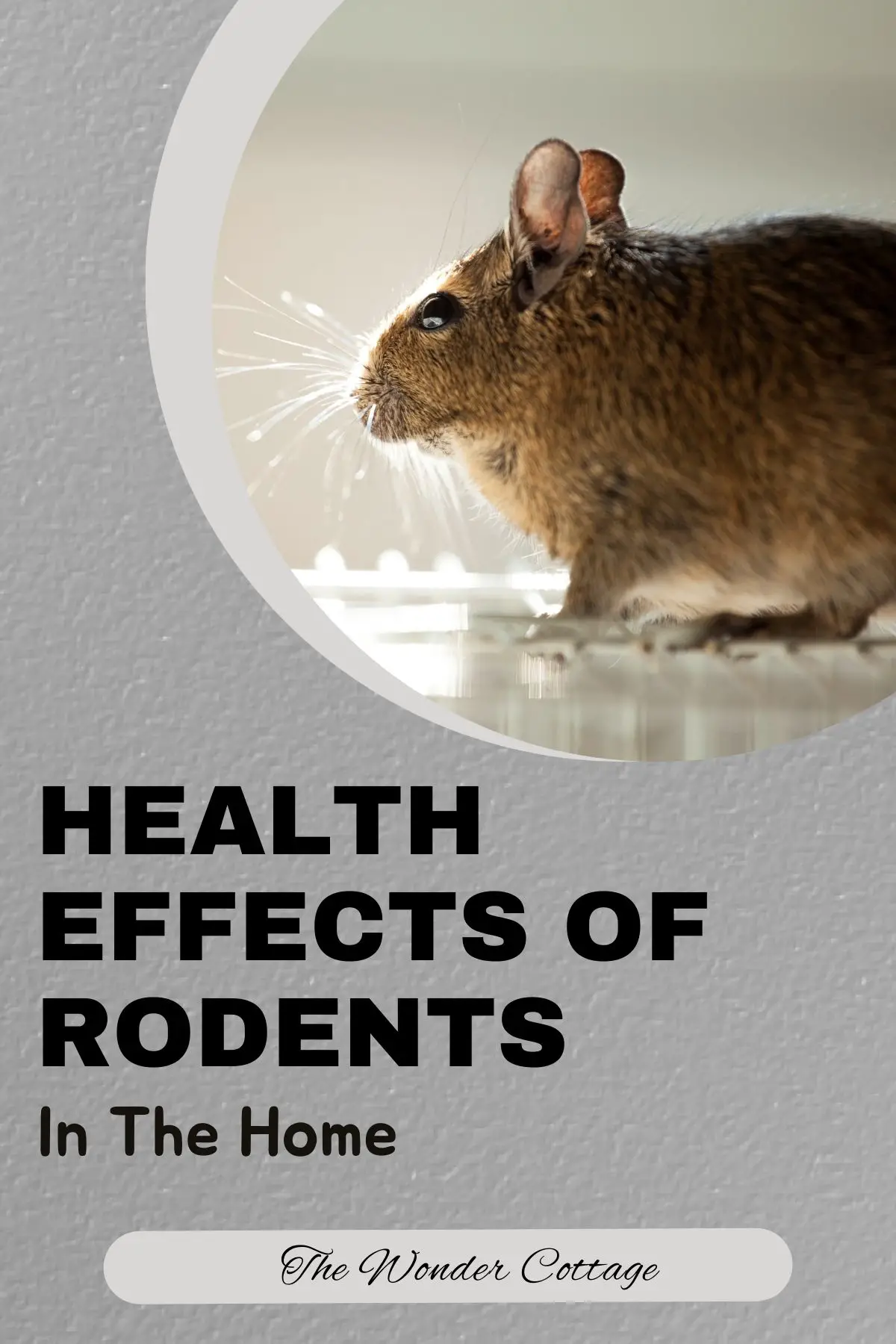 The Serious Health Effects Of Rodents Inside Your Home