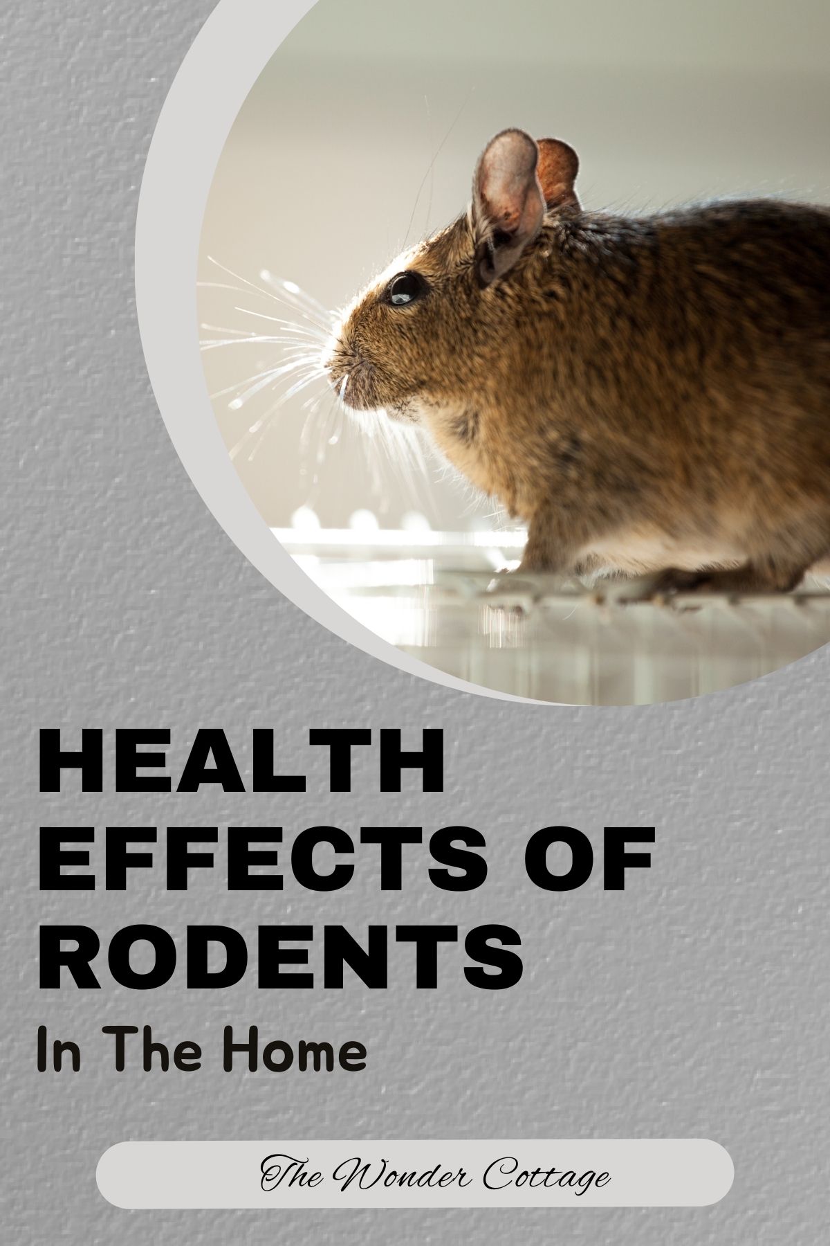 The Serious Health Effects Of Rodents Inside Your Home