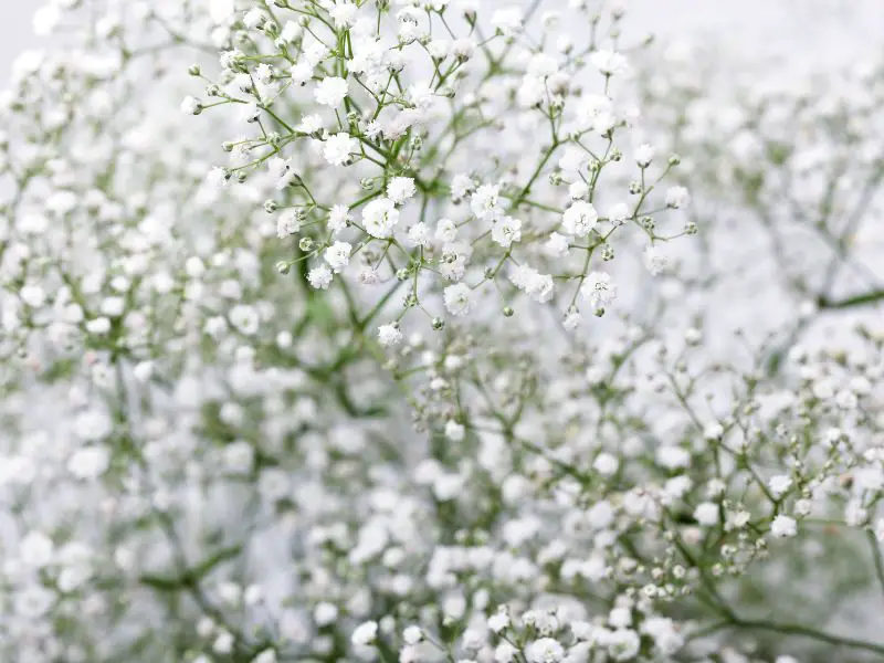 What Are The Advantages Of Buying Baby’s Breath Flowers