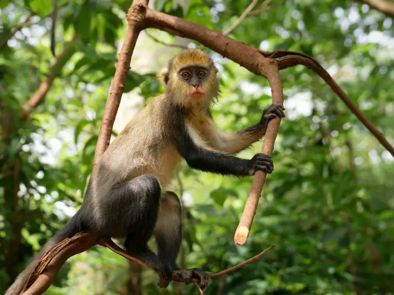 Boabeng-Fiema Monkey Sanctuary