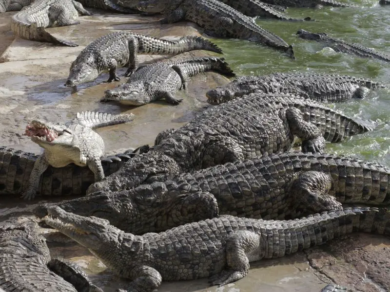 Paga Crocodile Pond