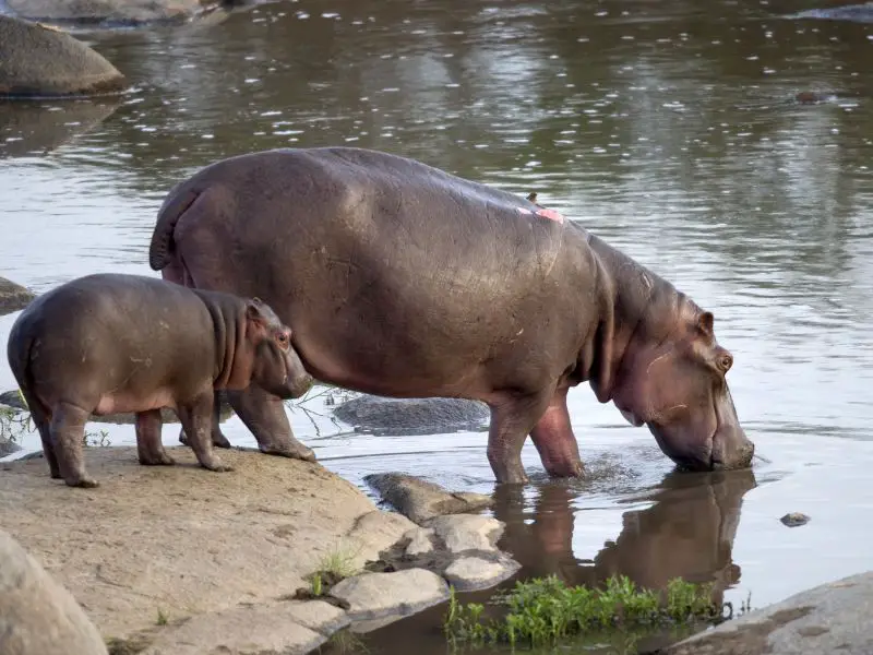 Wechiau Hippo Sanctuary